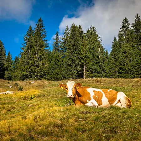 Bio-bergbauernhof Lasserbauer Krispl